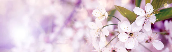 Blühender Kirschzweig im Frühlingsgarten beim Hochzeitszerem — Stockfoto