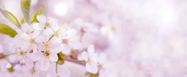 結婚式スカンダールで春の庭で咲いている桜の枝 — ストック写真