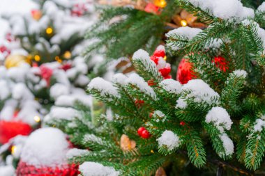 Arkaplan olarak köknar ağacı dallarını kapat 