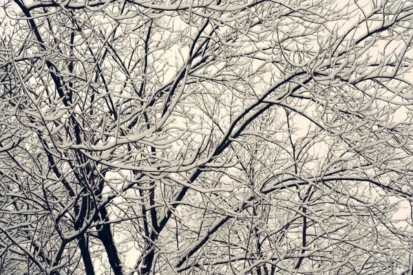 Primer Plano Las Ramas Árboles Cubiertas Nieve Como Fondo —  Fotos de Stock