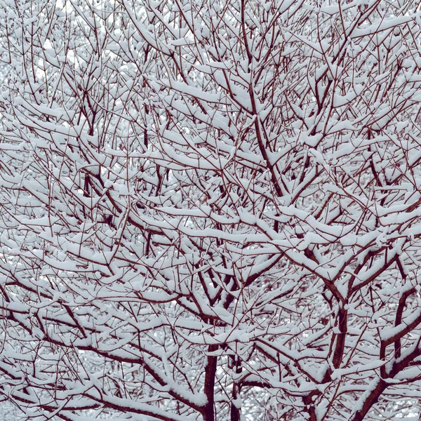 Zbliżenie Pokryte Śniegiem Gałęzie Drzew Jako Tło — Zdjęcie stockowe