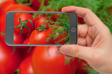 Taze sebzeler. Yemek yapmak için gerekli malzemeler. Domatesler akıllıdır.