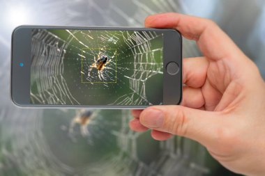 Örümcek akıllı telefon ekranında. İnternette küçük bir örümcek. Yırtıcı girdiler