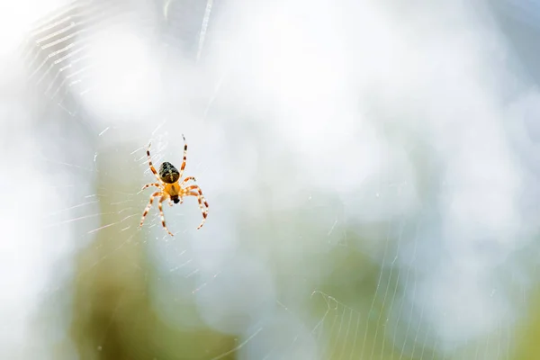 Маленький паук в сети. Хищные насекомые в естественной среде обитания . — стоковое фото