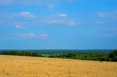 Tarlada olgun mısır başakları. Sonbahar tahıl hasadı. Modern tarım.