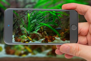 Akvaryumun sualtı dünyası. Tatlı su akvaryumunda bitkiler ve balıklar. Doğal arka plan. Doğal yaşam alanı. Ev hobisi.