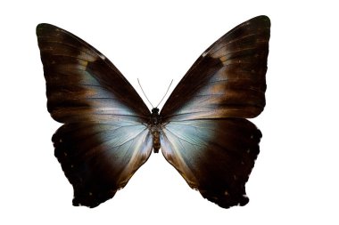 Morpho Kelebeği Neotropik Kelebeği. Uçan bir böceğin kanatları ve antenleri. Vahşi yaşamın dünyası..