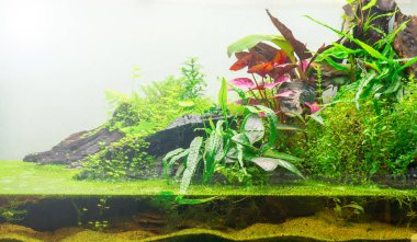 Teraryum için yeşil flora yakın çekim