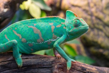 Ağaçtaki yeşil iguana