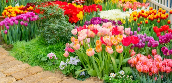 Beautiful flowers tulips. Natural background Spring flowering tulips.