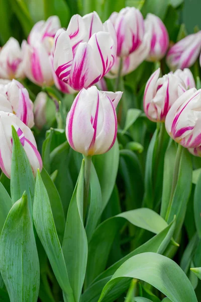 Belles Fleurs Tulipes Fond Naturel Tulipes Fleurs Printanières — Photo