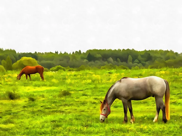 Сельский Пейзаж Красивые Лошади Пасутся Лугу Летний День Деревне — стоковое фото
