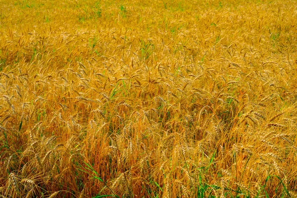 Zralé Kukuřičné Uši Poli Podzimní Sklizeň Zrn Moderní Zemědělství — Stock fotografie