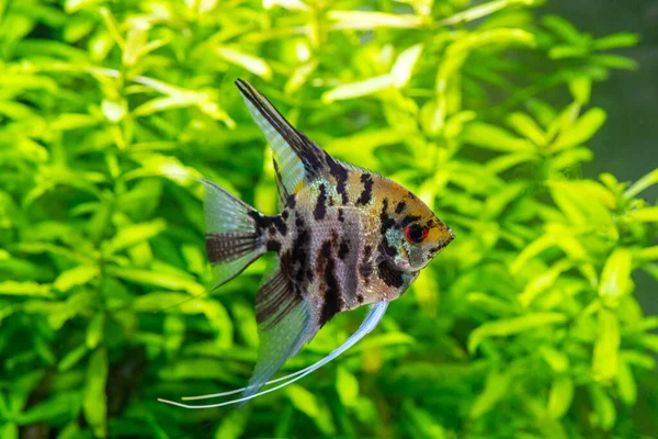 水族館の水の中で泳ぐ美しい小さな魚 — ストック写真