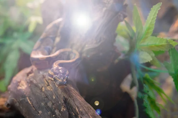 Cerrar Serpiente Rama Árbol — Foto de Stock