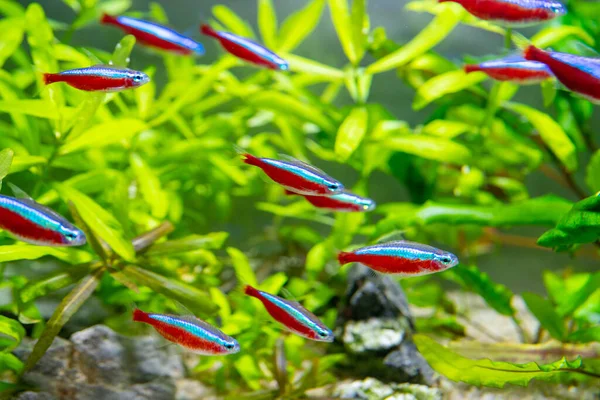 Schöne Kleine Fische Schwimmen Wasser Des Aquariums — Stockfoto