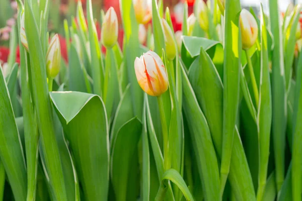 Beautiful flowers tulips. Natural background Spring flowering tulips.