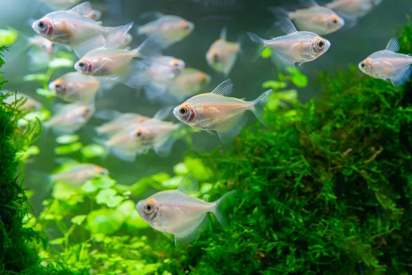Gyönyörű Kis Hal Úszik Víz Akvárium — Stock Fotó