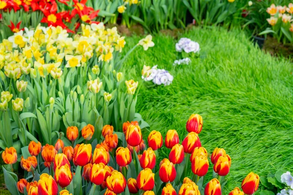 Beautiful flowers tulips. Natural background Spring flowering tulips.