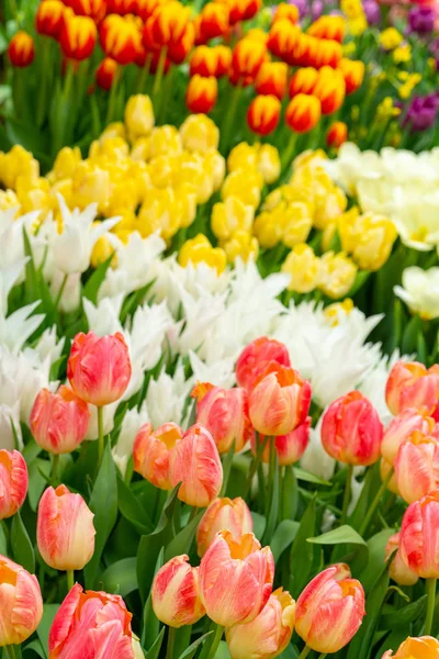 Beautiful flowers tulips. Natural background Spring flowering tulips.