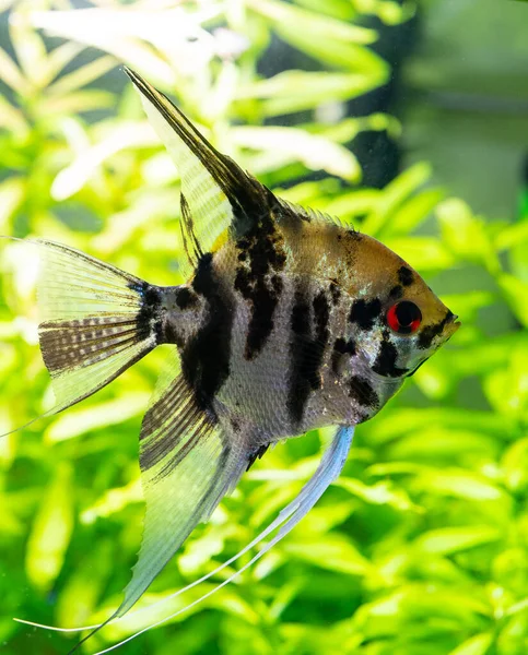 Schöne Kleine Fische Schwimmen Wasser Des Aquariums — Stockfoto