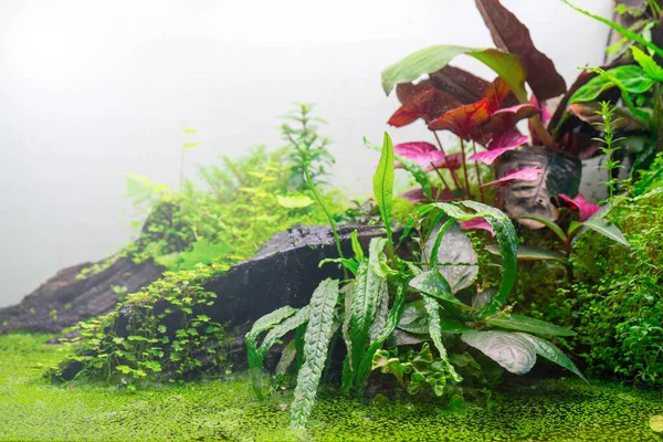 Close Van Groene Flora Voor Terrarium — Stockfoto