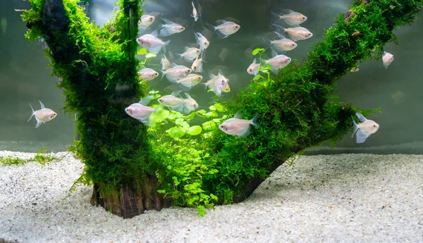 beautiful little fish swimming in water of aquarium