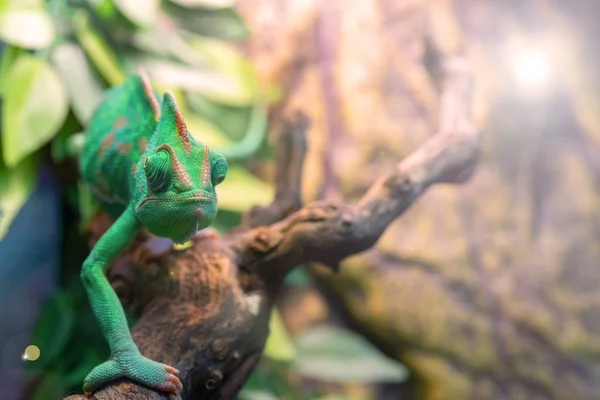 Zelený Chameleon Teráriu Dřevěné Větvi — Stock fotografie