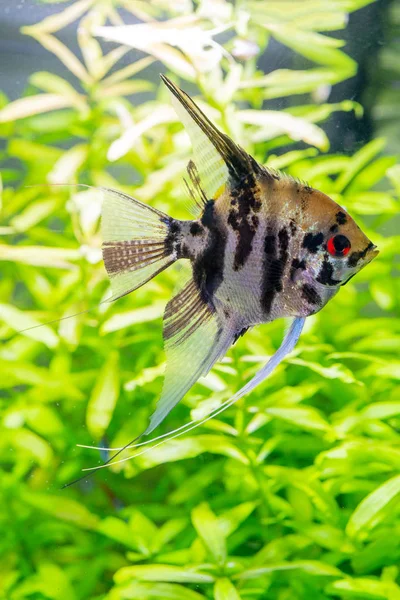 Όμορφο Μικρό Ψάρι Που Κολυμπά Στο Νερό Του Ενυδρείου — Φωτογραφία Αρχείου