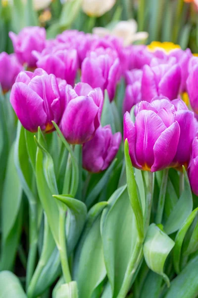 Piękne Kwiaty Tulipany Naturalne Tło Wiosna Kwitnące Tulipany — Zdjęcie stockowe