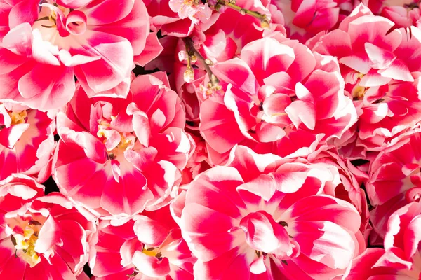 Piękne Kwiaty Tulipany Naturalne Tło Wiosna Kwitnące Tulipany — Zdjęcie stockowe