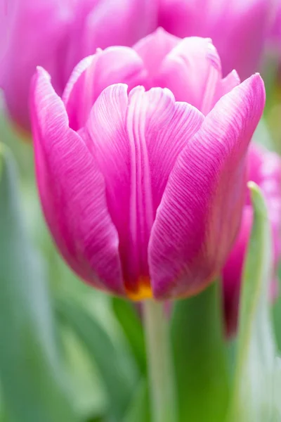 Beautiful flowers tulips. Natural background Spring flowering tulips.