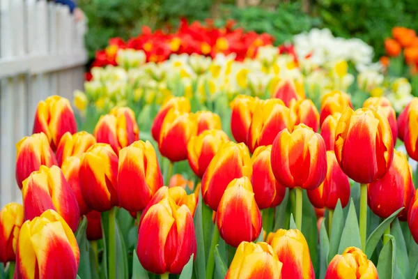 Belles Fleurs Tulipes Fond Naturel Tulipes Fleurs Printanières — Photo