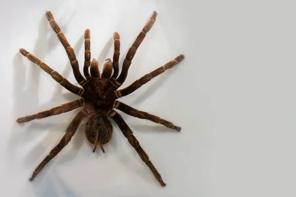 Beyaz Arkaplanda Tarantula Örümceğinin Yakın Plan Çekimi — Stok fotoğraf