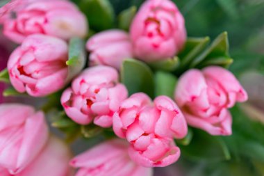 Yeşil arka planda pembe ve beyaz laleler