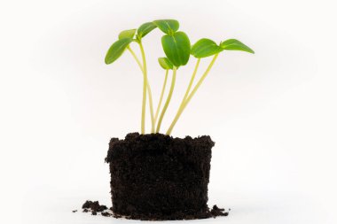 Topraktan taze taze filizler. Tarım mahsulü. Büyüyen bitkiler.