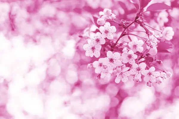 桜の開花枝 春の開花木 ロマンチックな美しい花 — ストック写真