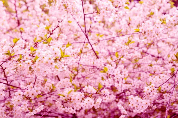 桜の開花枝 春の開花木 ロマンチックな美しい花 — ストック写真