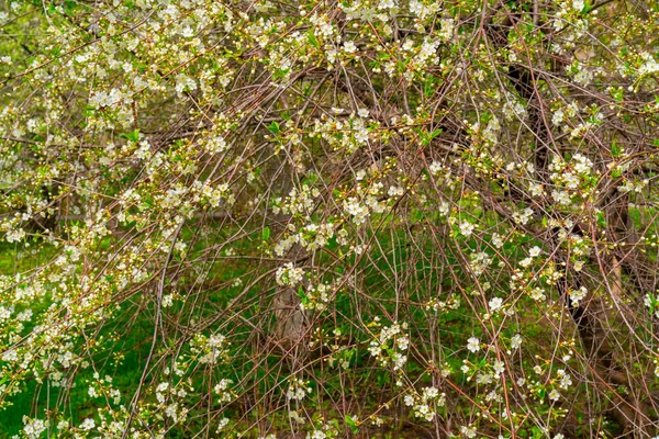 Квітучі Гілки Вишні Весняне Квітуче Дерево Романтичні Красиві Квіти — стокове фото