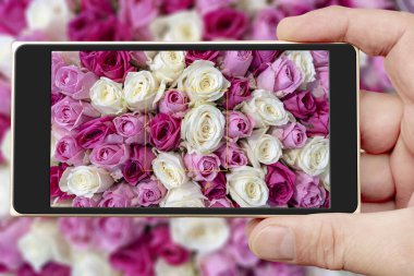 Akıllı telefon ekranında güller. Güzel pembe çiçekler. Bahar çiçekleri.
