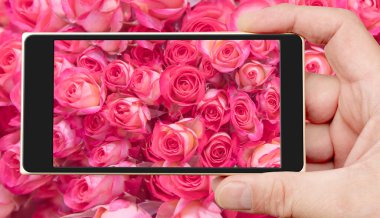 Akıllı telefon ekranında güller. Güzel pembe çiçekler. Bahar çiçekleri.