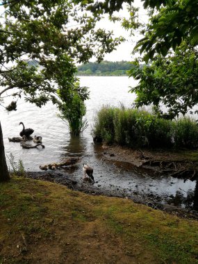 Jogging spor egzersiz Park yolu yan göl