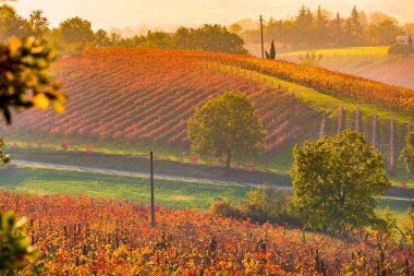 Castelvetro di Modena, sonbahar üzüm bağları