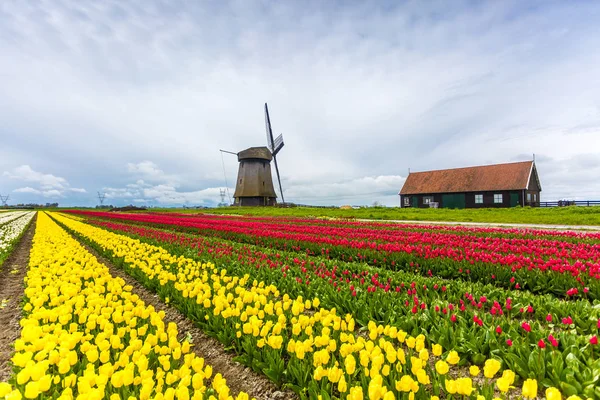 Molinos de viento y tulipanes, Holanda —  Fotos de Stock
