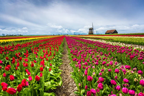 Větrných mlýnů a tulipánů, Holandsko — Stock fotografie