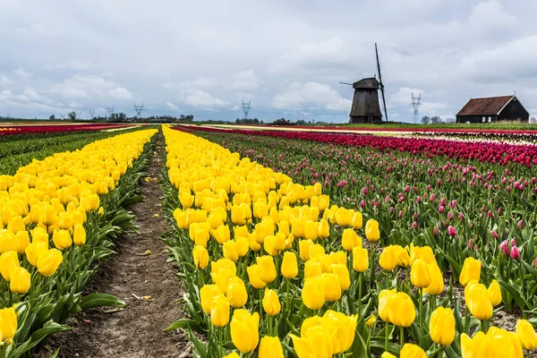 Molinos de viento y tulipanes, Holanda —  Fotos de Stock