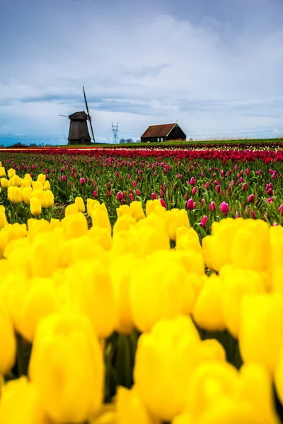 Větrných mlýnů a tulipánů, Holandsko — Stock fotografie