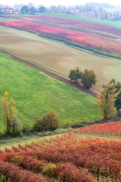 Castelvetro Hills e vinhas — Fotografia de Stock