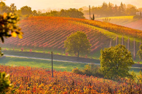 Castelvetro di Modena, vingårdar i höst — Stockfoto