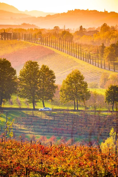 カステルヴェトロ ・ ディ ・ モデナ、秋のブドウ畑 — ストック写真